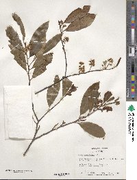 Prunus caroliniana image