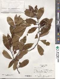 Prunus caroliniana image