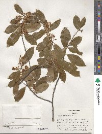 Prunus caroliniana image