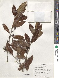 Prunus caroliniana image