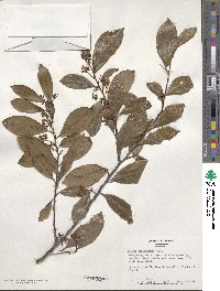 Prunus caroliniana image