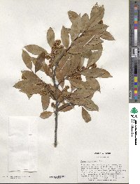 Prunus caroliniana image