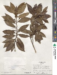 Prunus caroliniana image