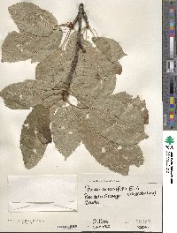 Prunus cerasifera image