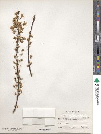 Prunus cerasifera image