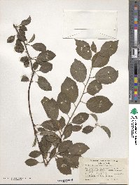 Prunus cerasifera image