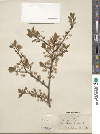 Prunus cerasifera image