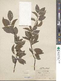 Prunus cerasifera image