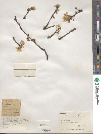 Prunus cerasifera image