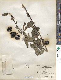 Prunus cerasifera image