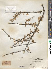 Prunus cerasifera image