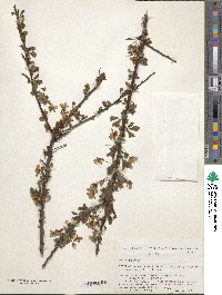 Prunus cerasifera image