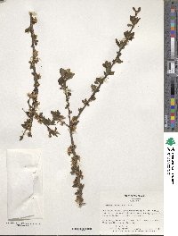 Prunus cerasifera image