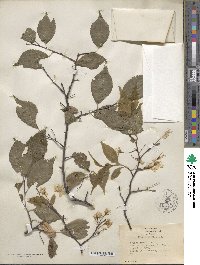 Prunus cerasifera image