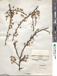 Prunus cerasifera image