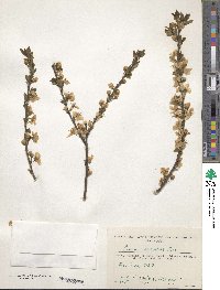 Prunus cerasifera image