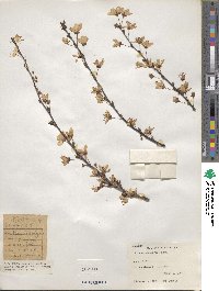 Prunus cerasifera image