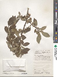 Prunus cerasifera image