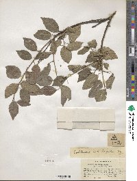 Prunus cerasifera image