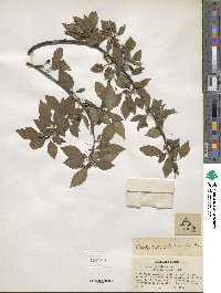 Prunus cerasifera image