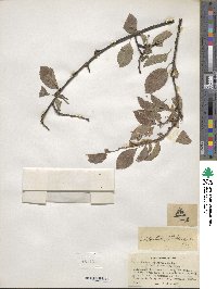 Prunus cerasifera image