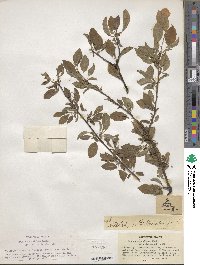 Prunus cerasifera image