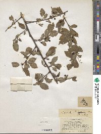 Prunus cerasifera image