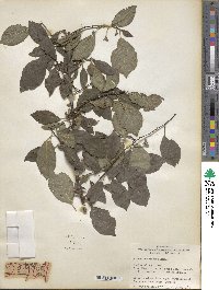 Prunus cerasifera image