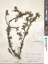 Prunus cerasifera image