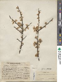 Prunus cerasifera image