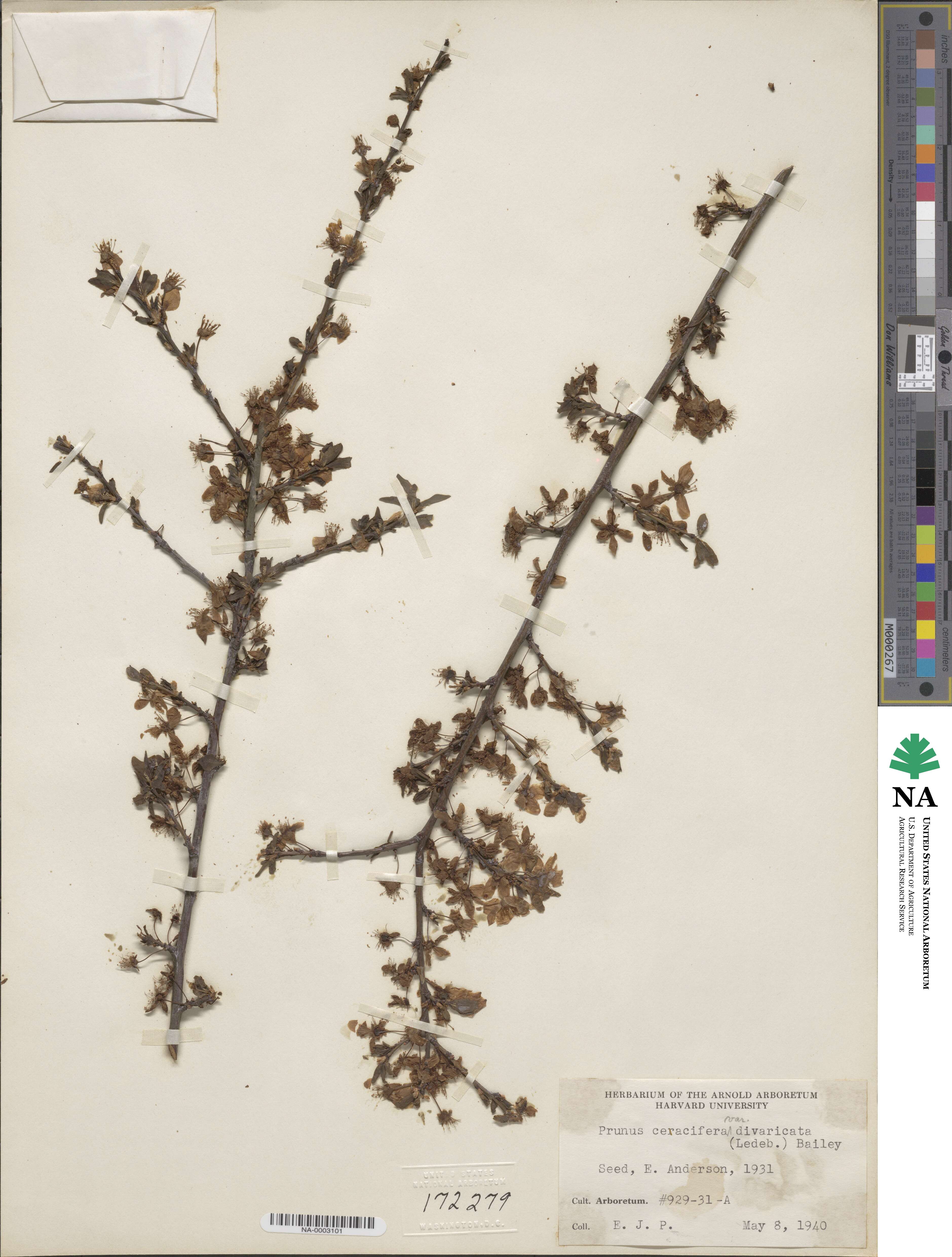 Prunus cerasifera image