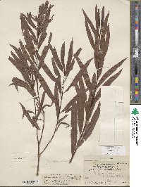 Salix sessilifolia image