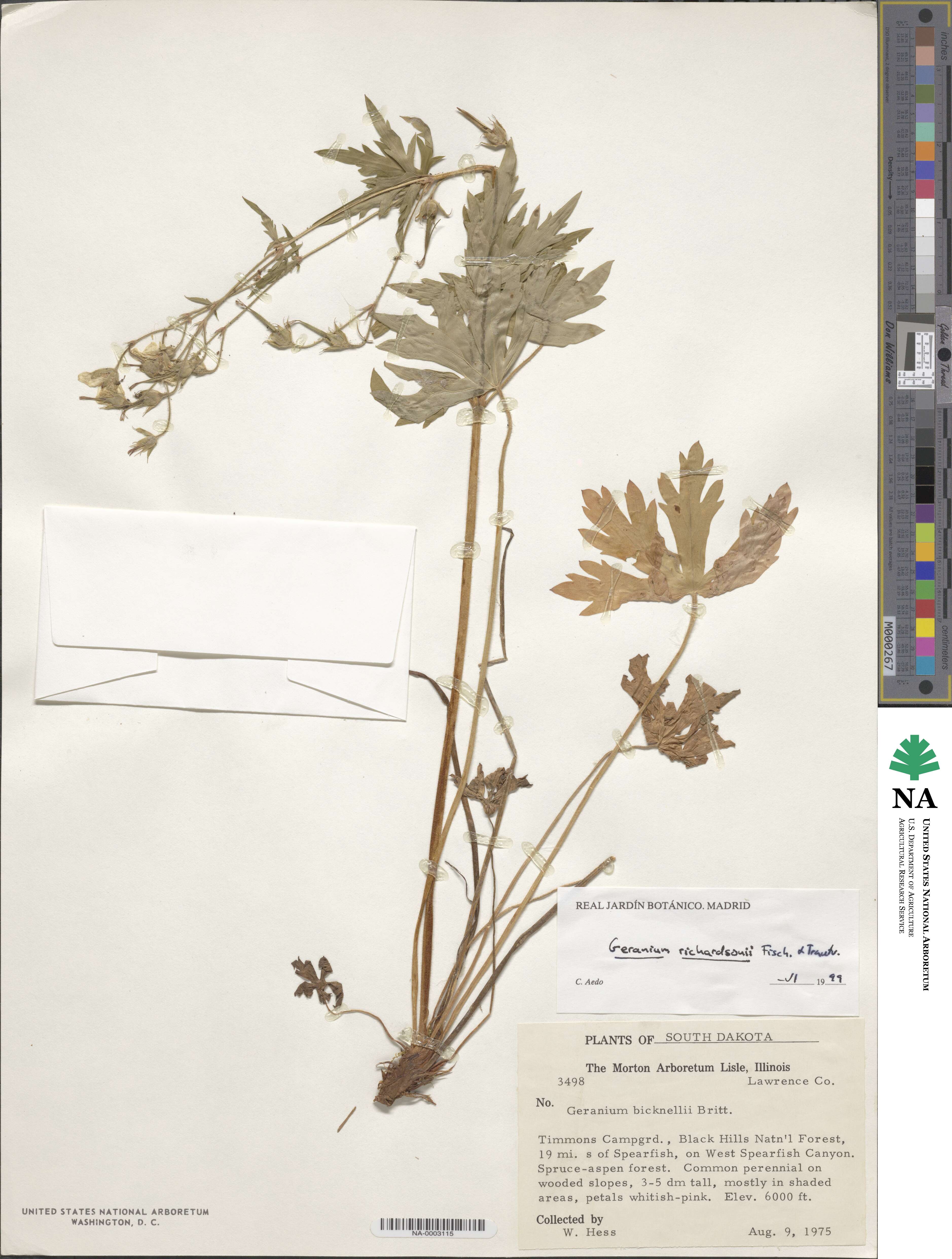 Geranium bicknellii image