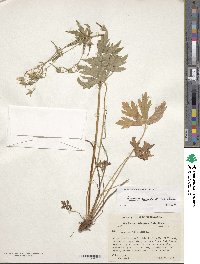 Image of Geranium bicknellii