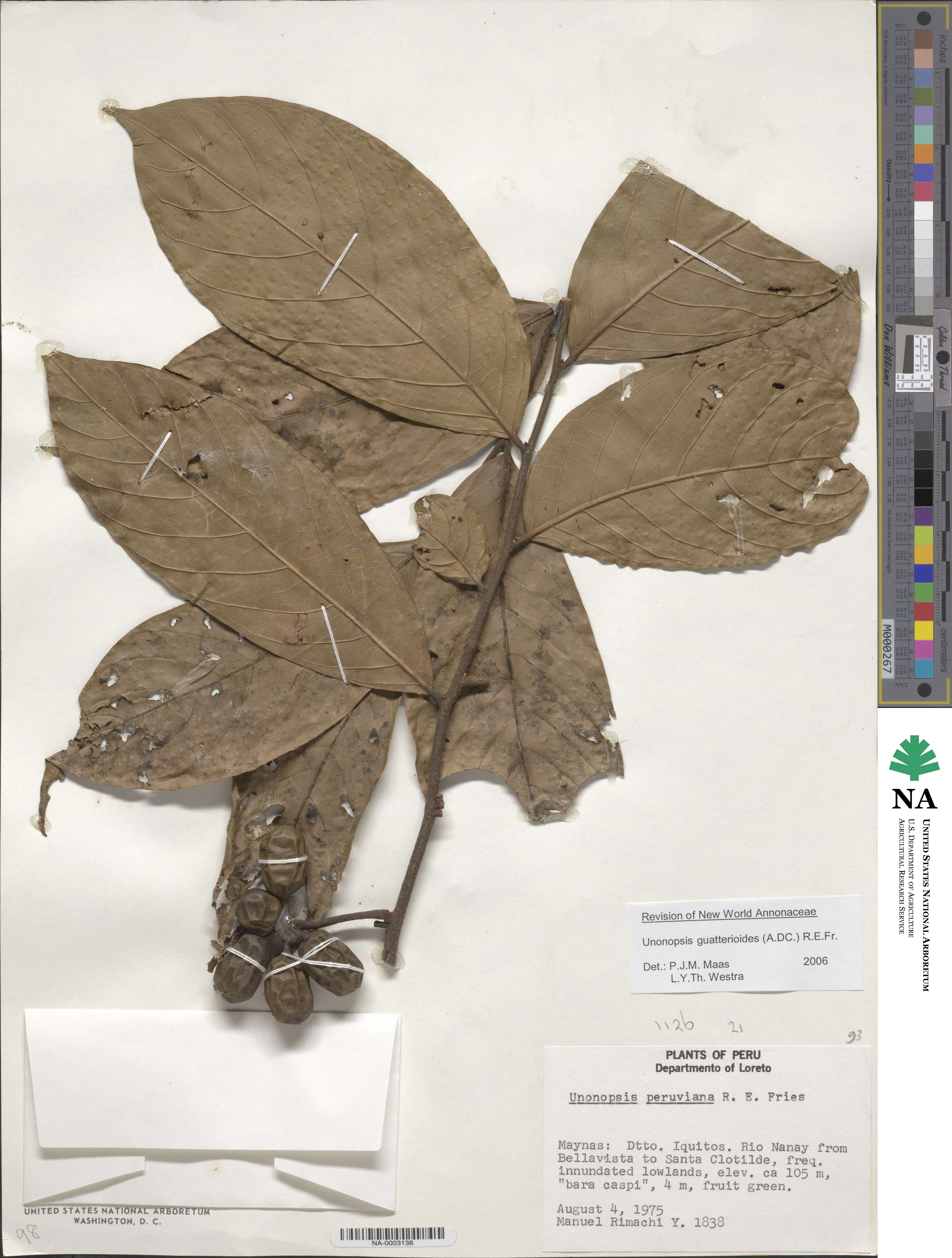 Unonopsis guatterioides image