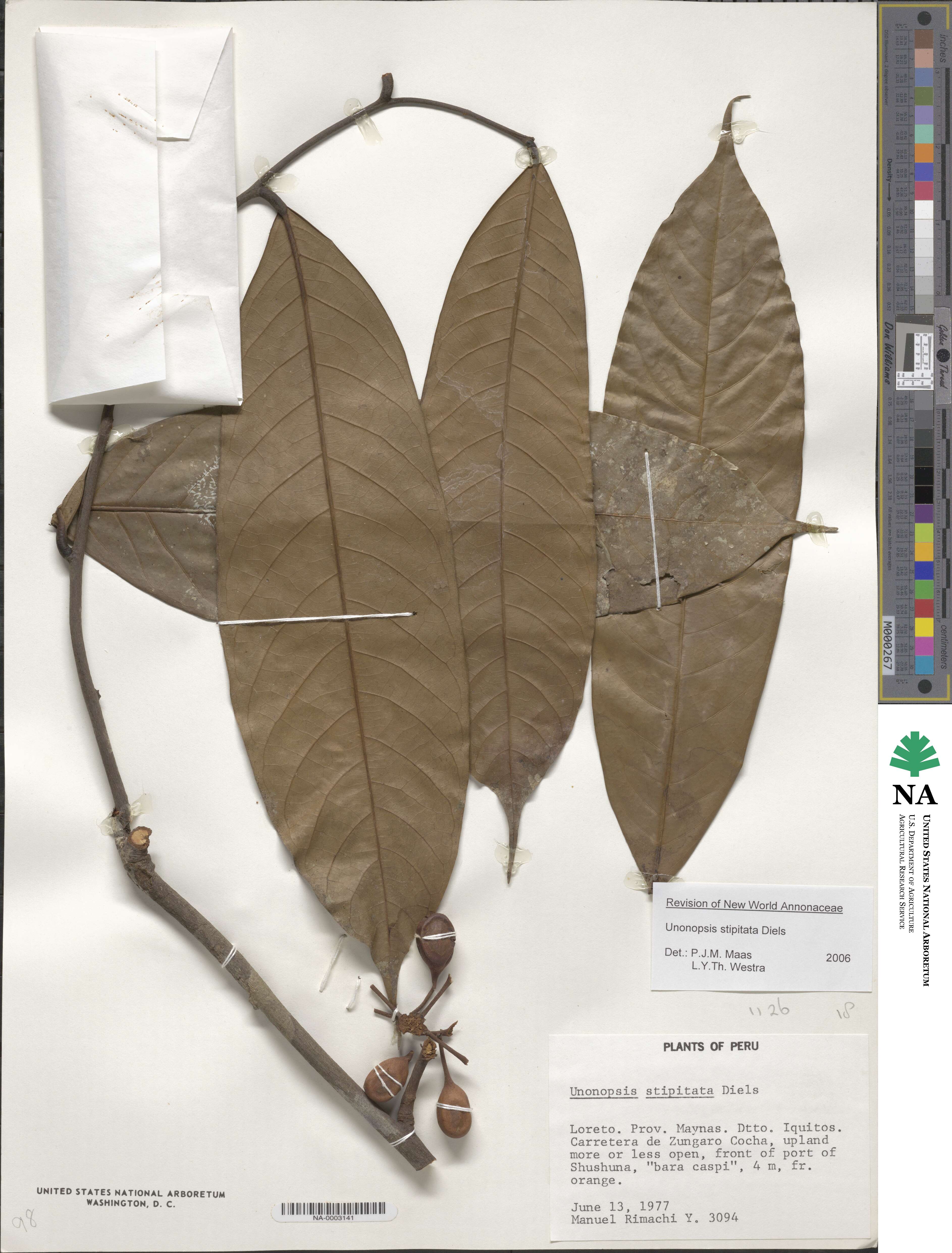 Unonopsis image