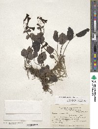 Ourisia ruellioides image