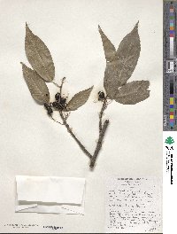 Image of Prunus cerasoides