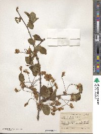 Prunus cerasus image