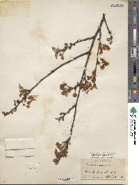 Prunus cerasus image