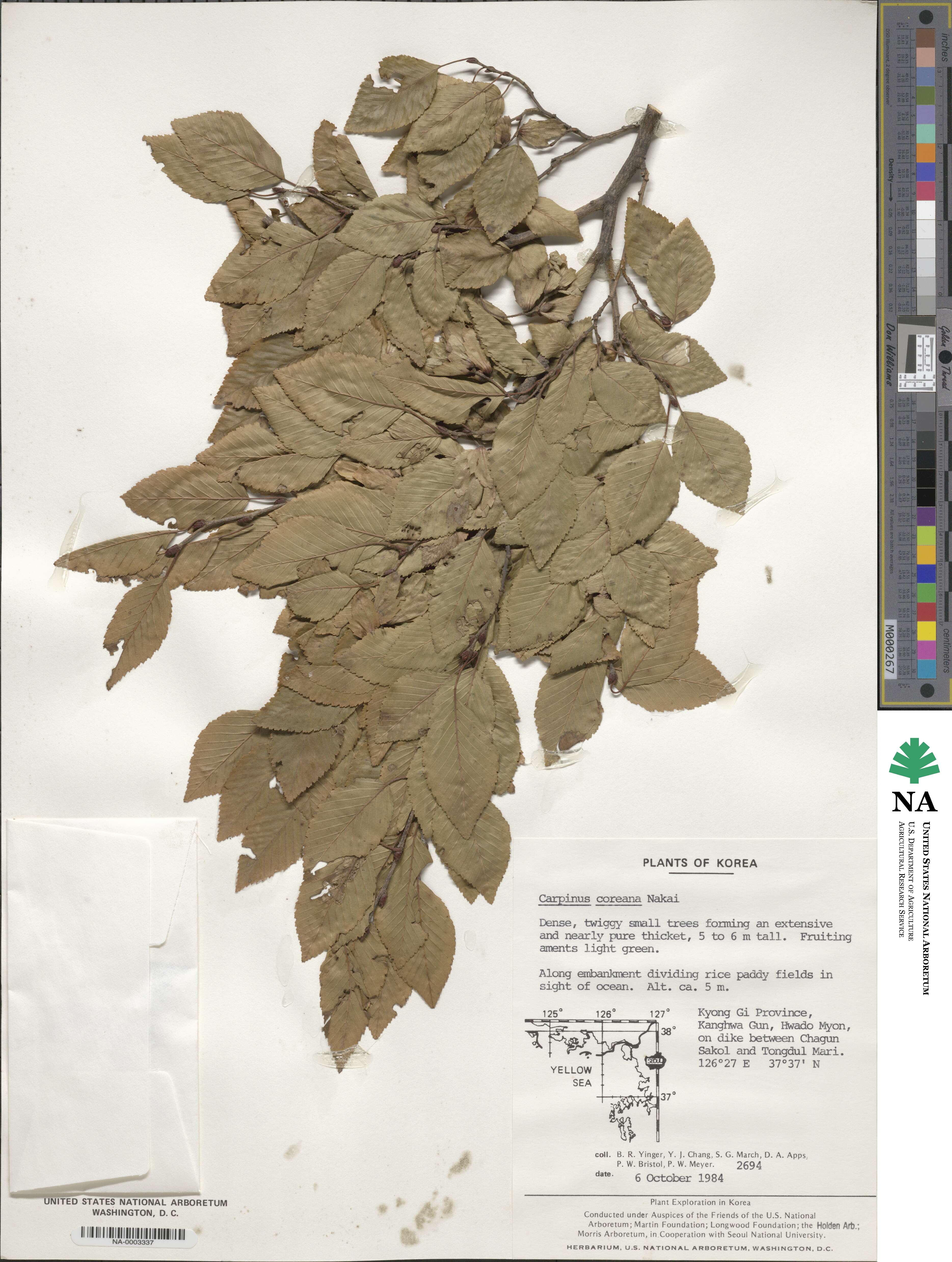 Carpinus turczaninovii image