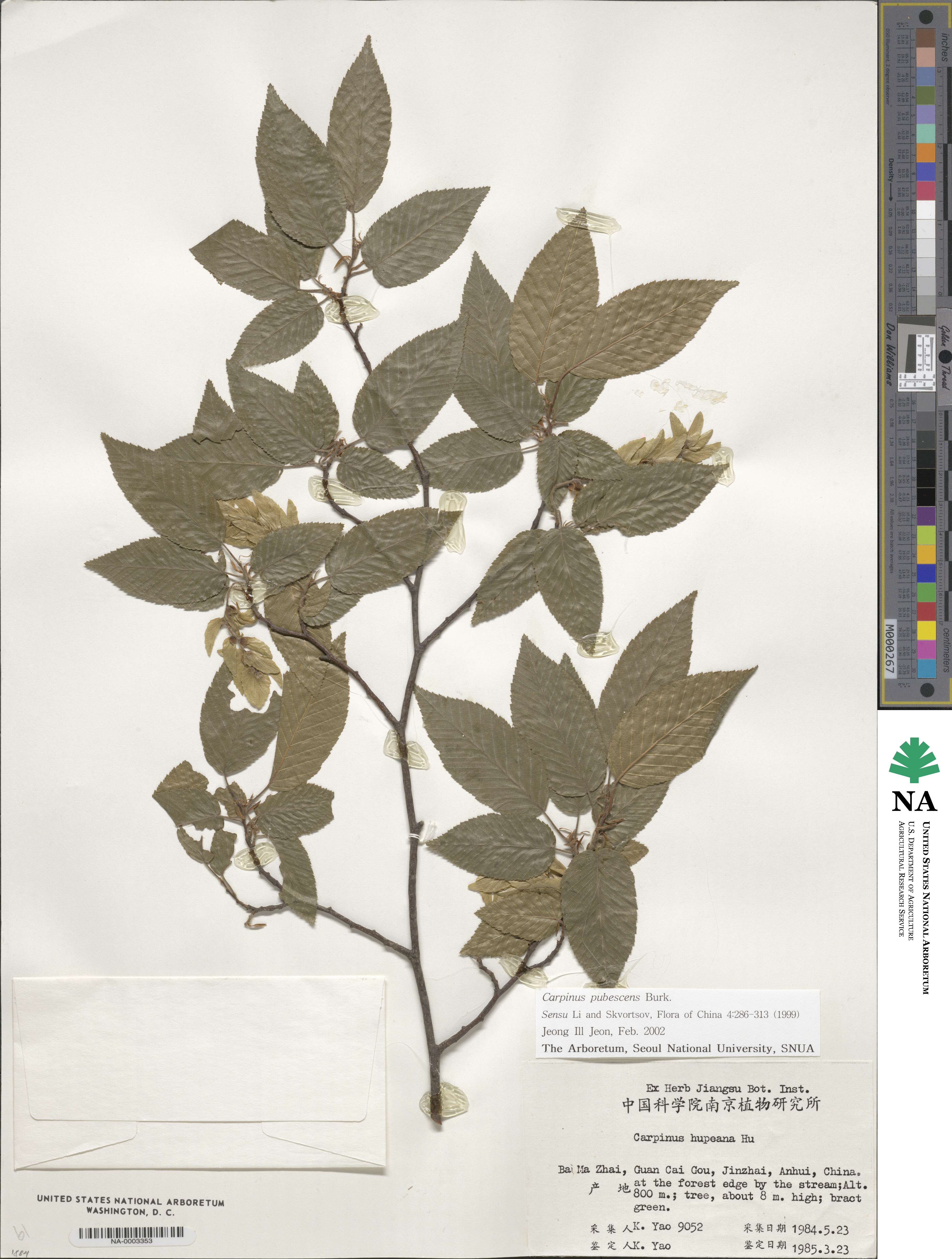 Carpinus pubescens image