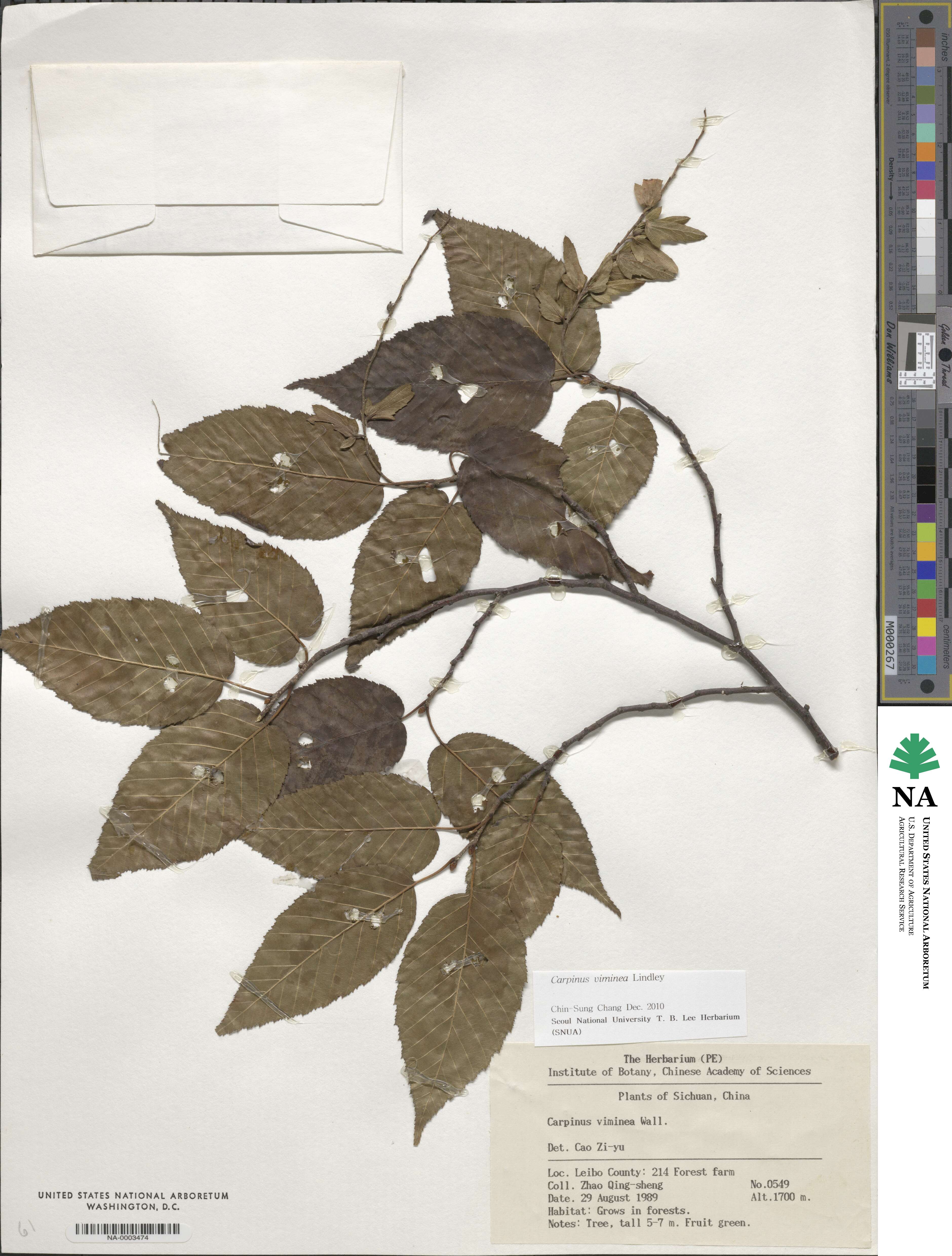 Carpinus viminea image