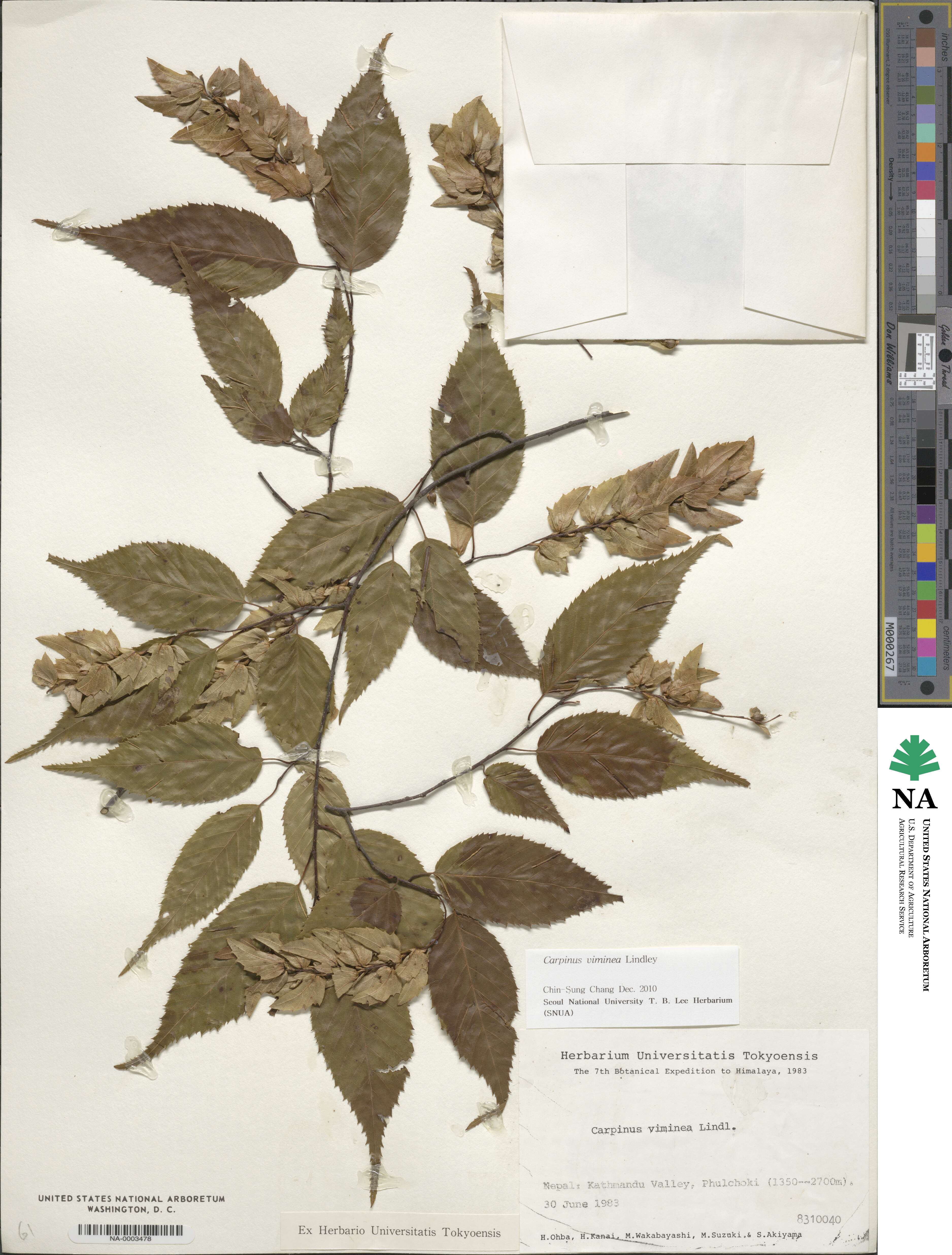 Carpinus viminea image