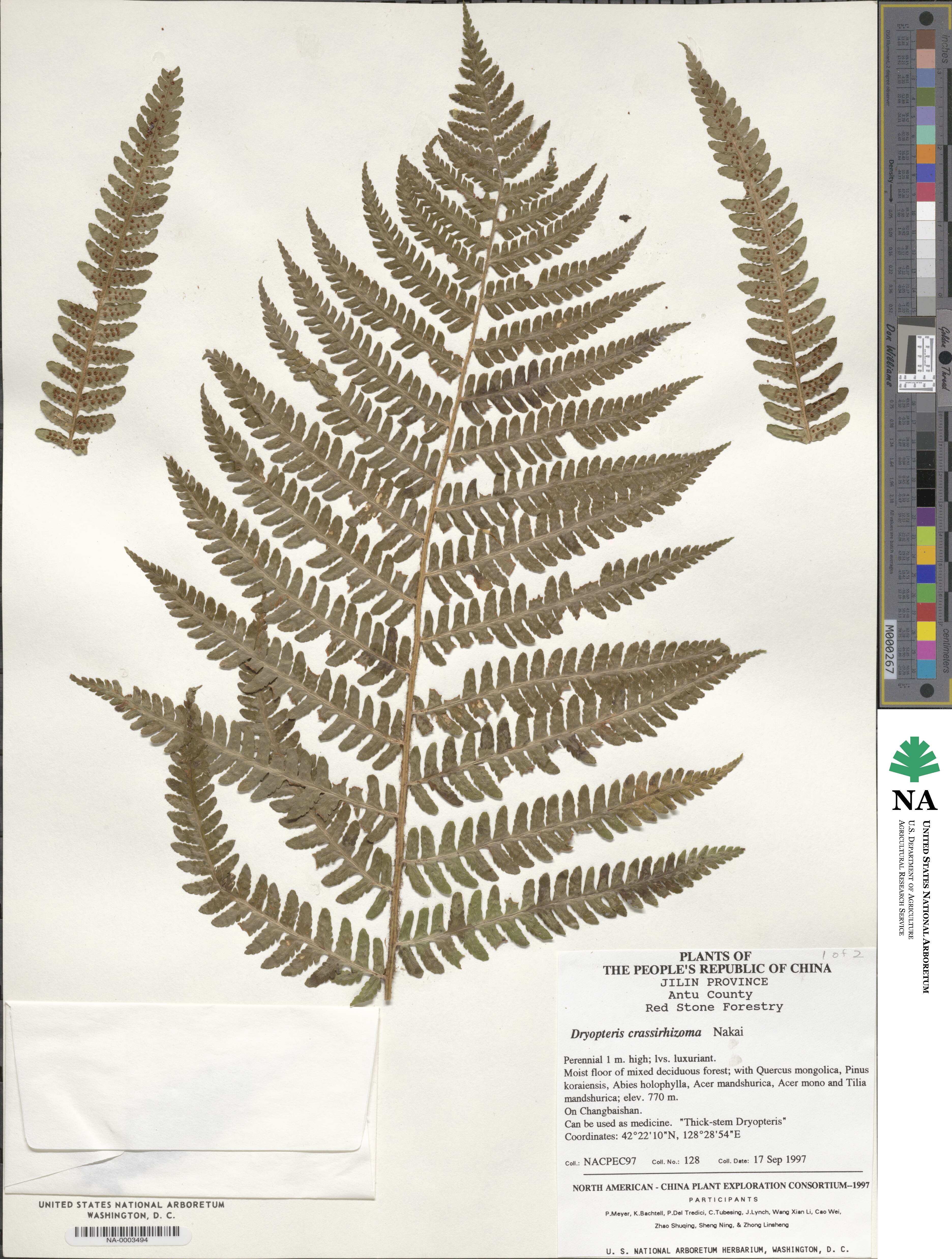 Dryopteris image