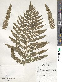 Dryopteris crassirhizoma image