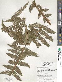 Dryopteris crassirhizoma image