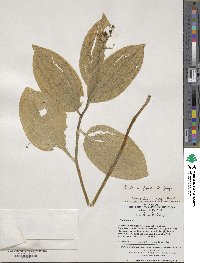 Image of Maianthemum japonicum