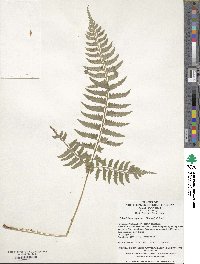 Polystichum tripteron image