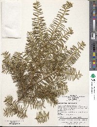 Image of Taxus cuspidata